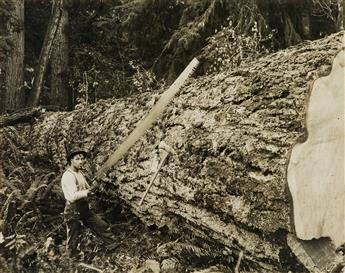 (LUMBER INDUSTRY) Binder containing 36 occupational photographs depicting woodlands in Portland,